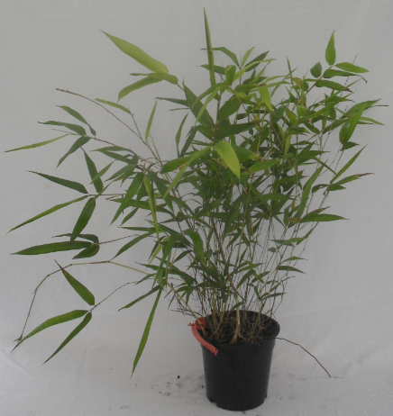 Phyllostachys Aureosulcata Spectabillis 2.5 л. высота 30/50 см. 133.00 грв